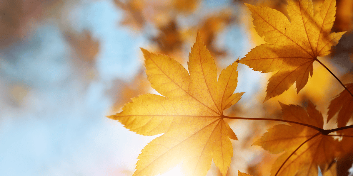 autumn driving tips summary