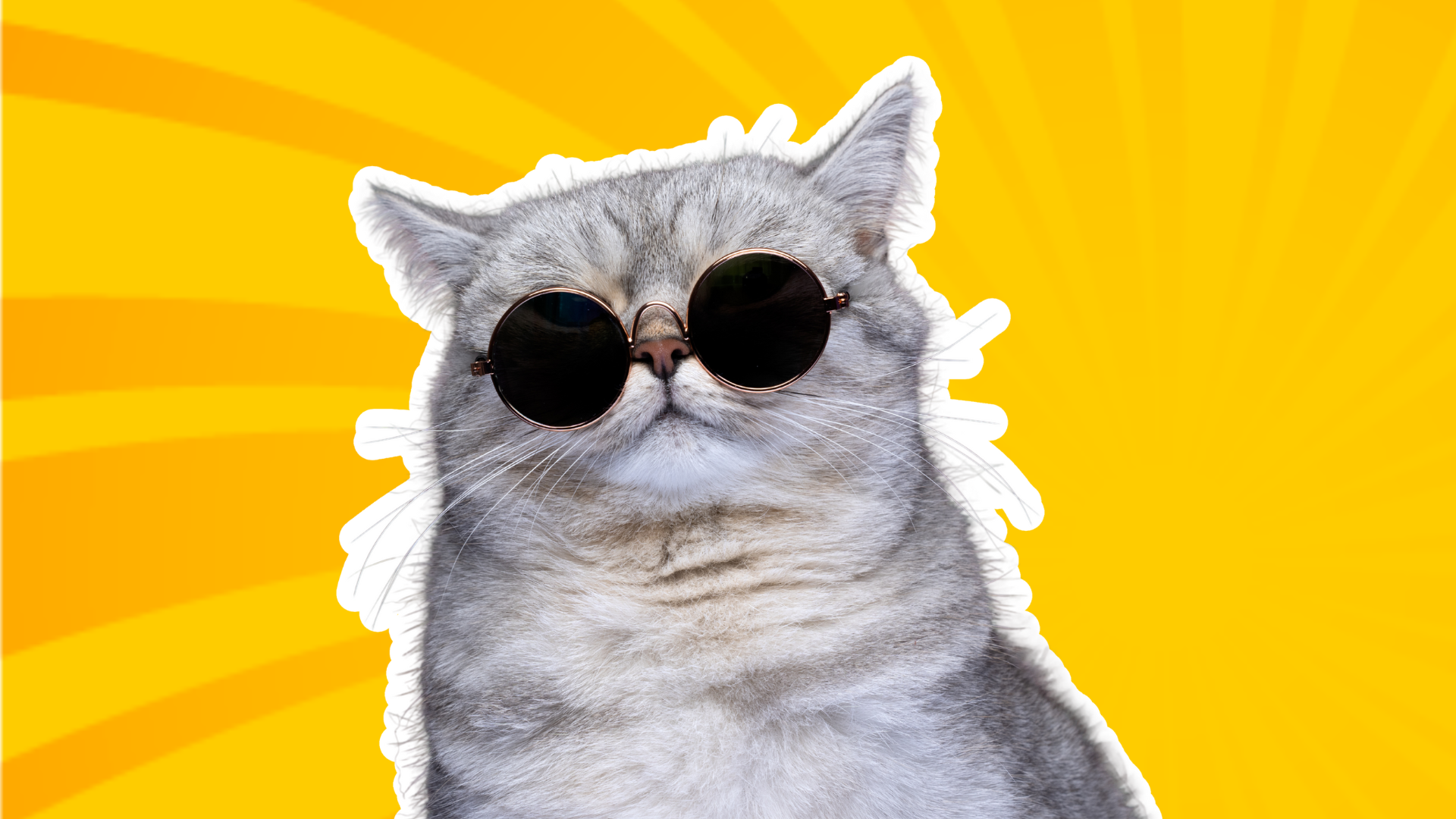baggage claim cat