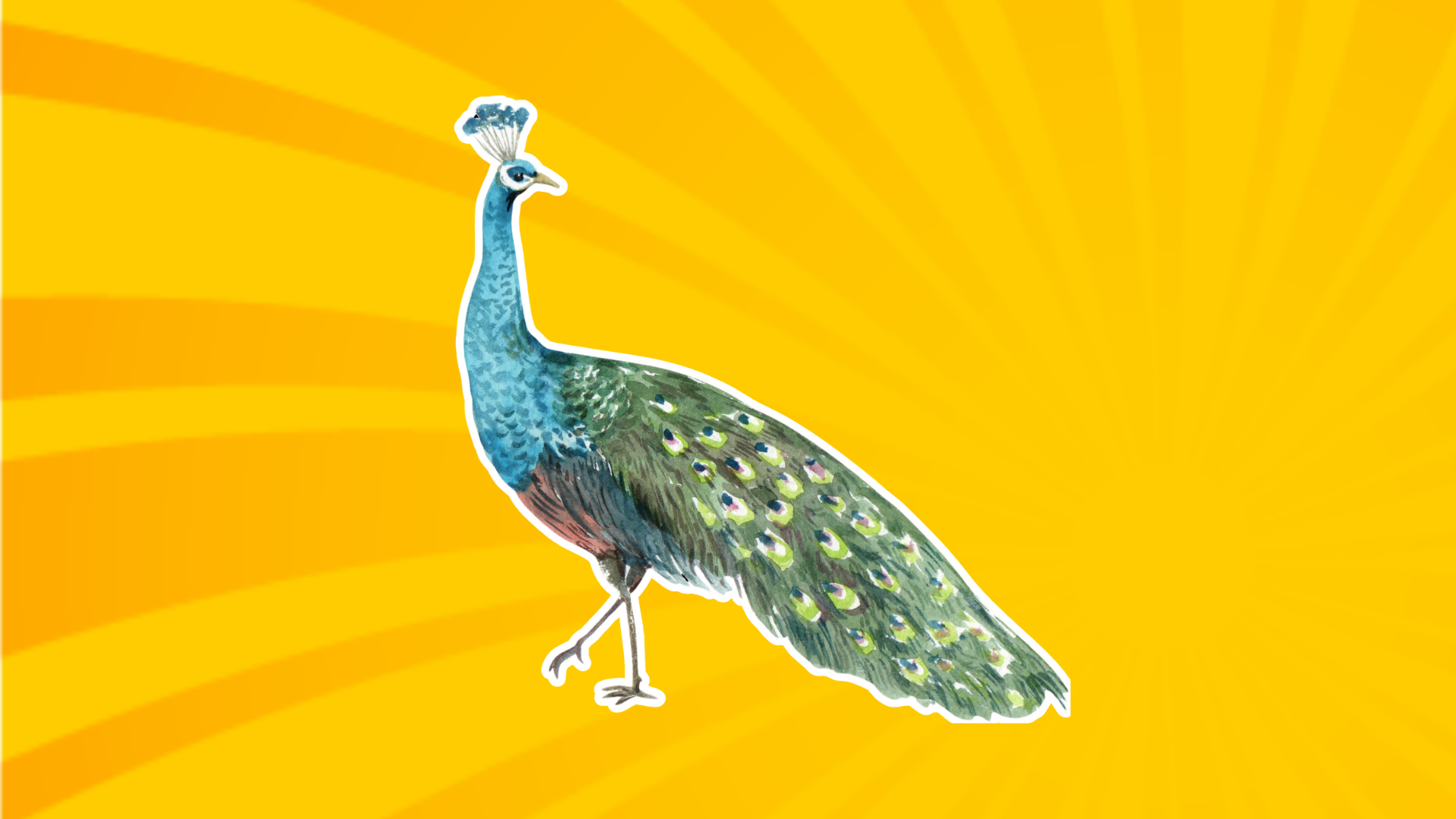 boading with a peacock