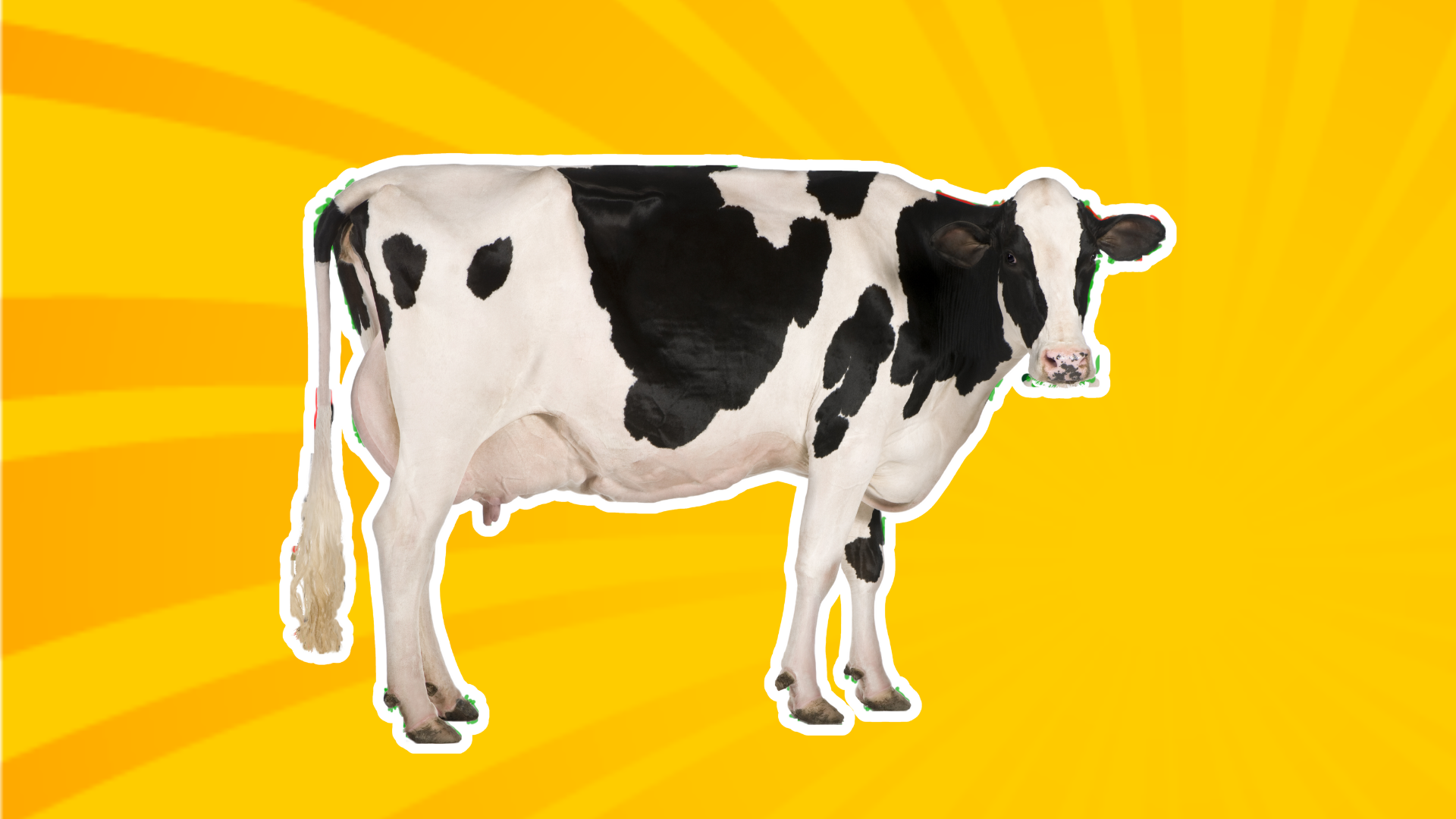 cow blocked train