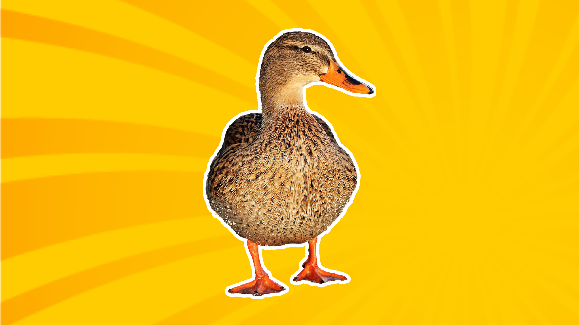 duck