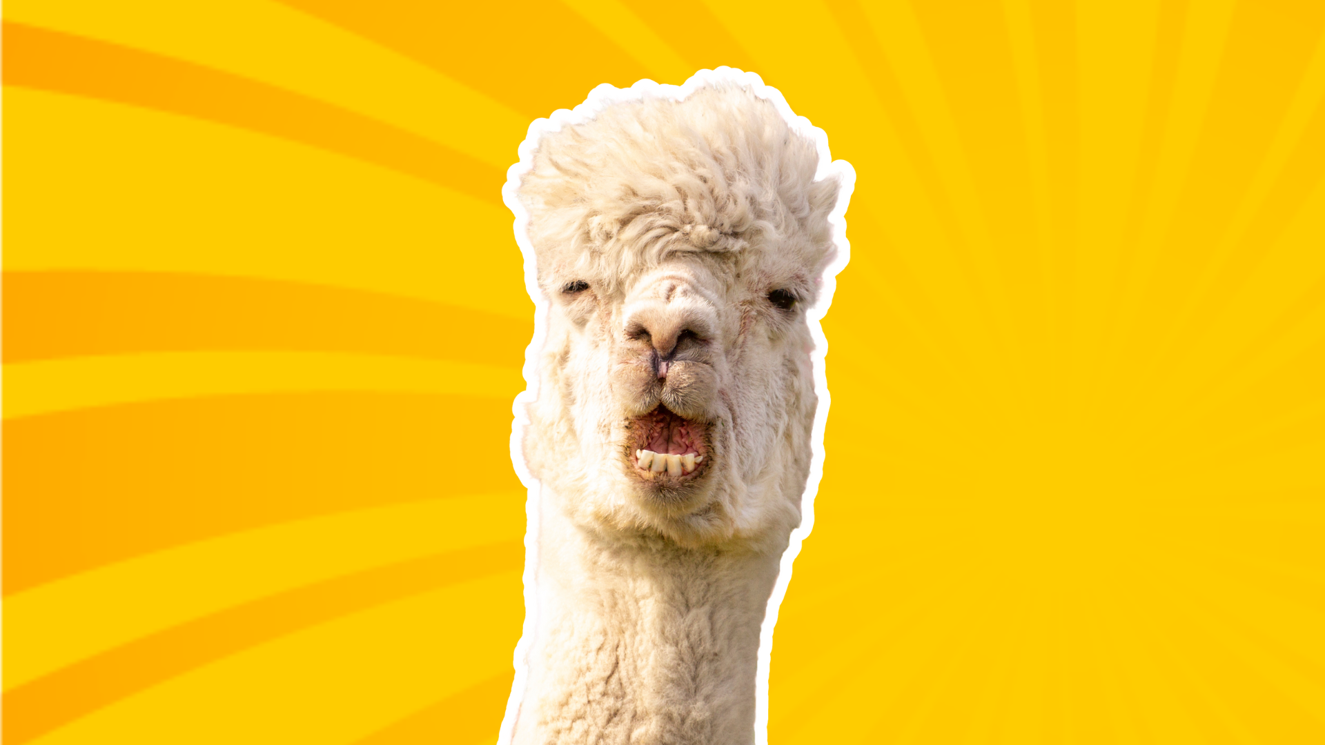 llama on loose