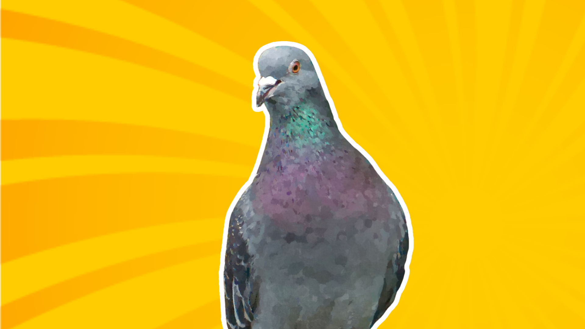 pigeon